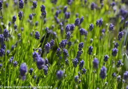 Lavandula angustifolia 'Thumbelina Leigh' (Lavender)