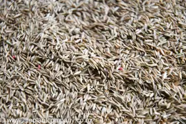 Lawn Seed 'Kikuyu' (Grass Seed)