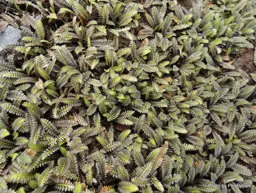 Leptinella pusilla (Purple Brass Buttons)