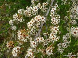Leptospermum scoparium (Manuka)
