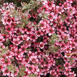Leptospermum Kiwi