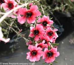 Leptospermum 'Pink Cascade' (Manuka)