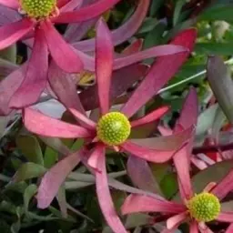 Leucadendron Plum Supreme