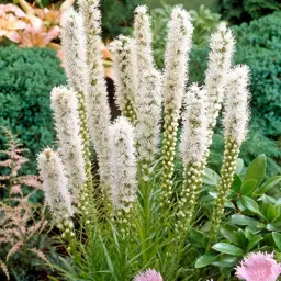 Liatris spicata 'Floristan White' (Blazing Star)