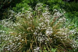 Libertia ixioides