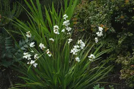 Libertia grandiflora (NZ Iris)