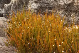 Libertia peregrinans (NZ Iris)