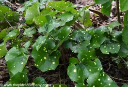 Ligularia 'Aureo-maculata'