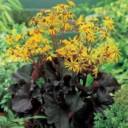 Ligularia Britt-Marie Crawford (Black Leaved Ligularia)