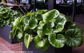 Ligularia reniformis (Tractor Seat Plant)