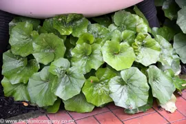 Ligularia 'Rukuhia Beauty'