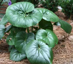 Ligularia tussilaginea (Elephant Ears)