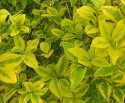 Ligustrum ovalifolium 'Aureum'