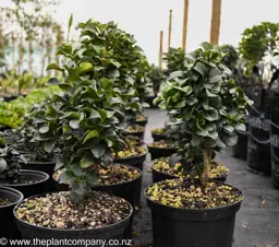 Ligustrum 'Rotundifolium'