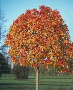 Liquidambar 'Gumball' (Sweetgum)