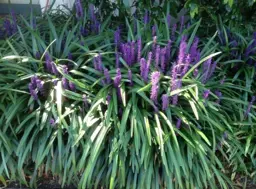 Liriope 'Evergreen Giant'