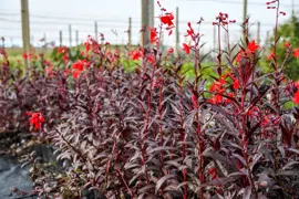 Lobelia 'Queen Victoria'
