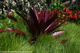 Lomandra 'Little Lime'