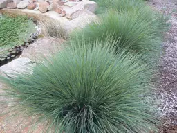 Lomandra confertifolia Seascape