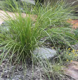 Lomandra confertifolia