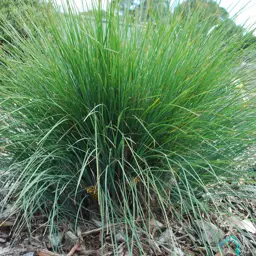 Lomandra Frosty Tops