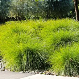 Lomandra 'Little Pal'