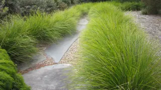 Lomandra 'Tanika'