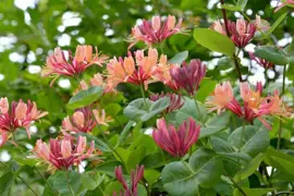 Lonicera 'Gold Flame' (Honeysuckle)