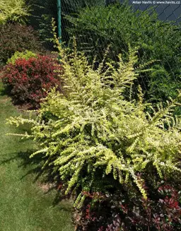 Lonicera 'Honey Hedge Lemon'