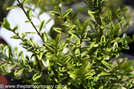 Lonicera Honey Hedge Lemon (Shrubby Honeysuckle Hedge)