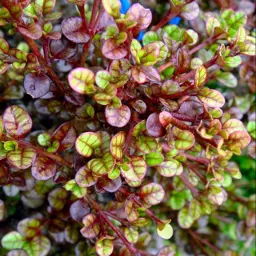 Lophomyrtus 'Kathryn'