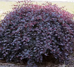 Loropetalum 'Purple Pixie'