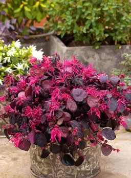 Loropetalum Red Temple