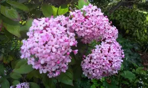 Luculia Fragrant Cloud