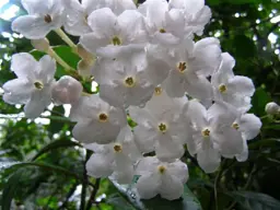 Luculia 'Fragrant Pearl'