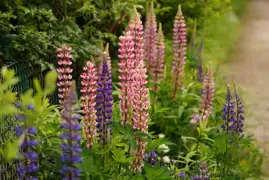 Lupinus polyphyllus (Lupin)