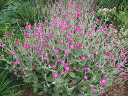 Lychnis coronaria