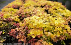 Lysimachia 'Goldilocks'