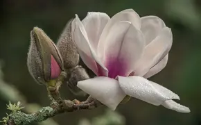 Magnolia Athene