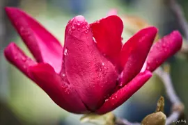 Magnolia Burgundy Star