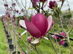 Magnolia Cameo