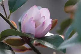 Magnolia Fairy Blush