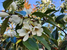 Magnolia Fairy Cream