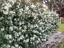 Magnolia Fairy White