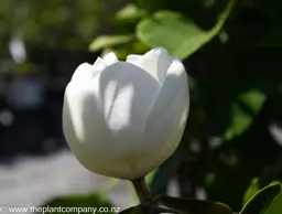 Magnolia 'Little Gem' (Magnolia Tree)