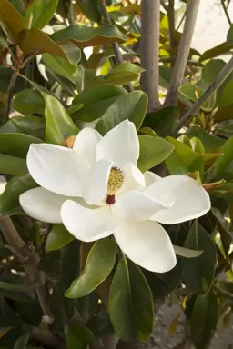 Magnolia St Mary (Southern Magnolia St Mary)