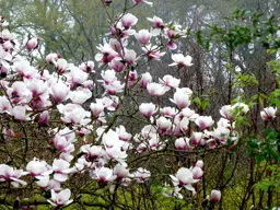 Magnolia Athene