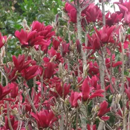 Magnolia Burgundy Star