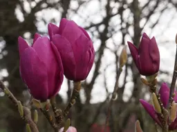 Magnolia Cleopatra