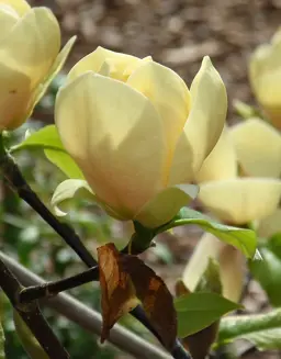 Magnolia Honey Tulip